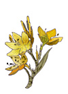 dessin de fleur jaune